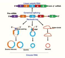 circRNA相对定量PCR-2.png
