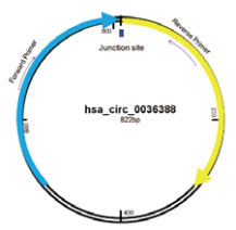 circRNA相对定量PCR-3.png