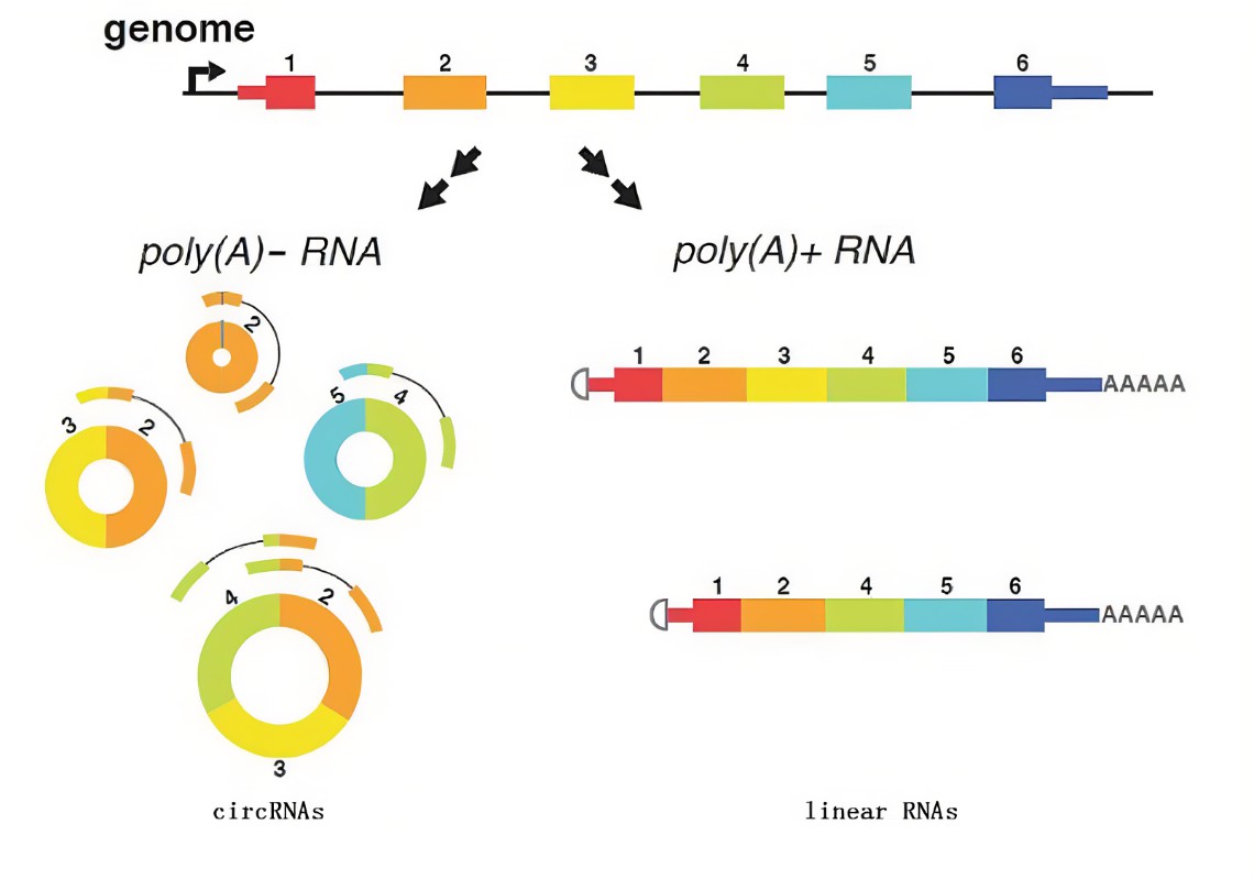 circRNA相对定量PCR