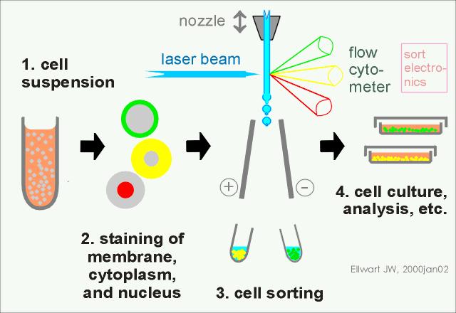 科研小白看过来——怎么看懂流式细胞图？